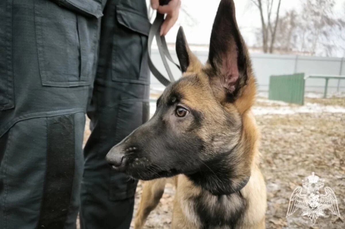    В ОМОН «Симбир» приняли на службу собаку «особого назначения»