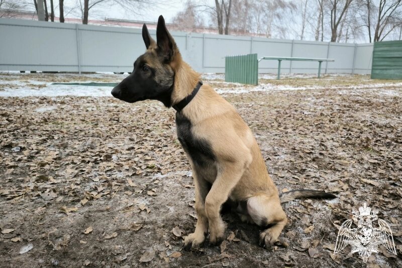    Фото: Управление Росгвардии по Ульяновской области