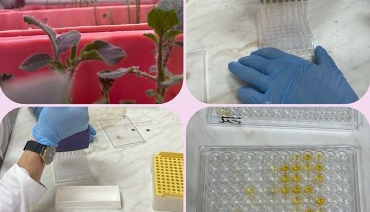    Как выявляют скрытые фитопатогены в картофеле