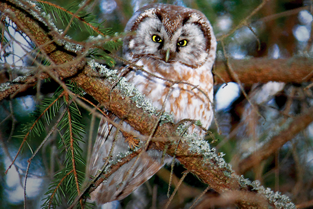 Фото: kerzhenskiy.ru