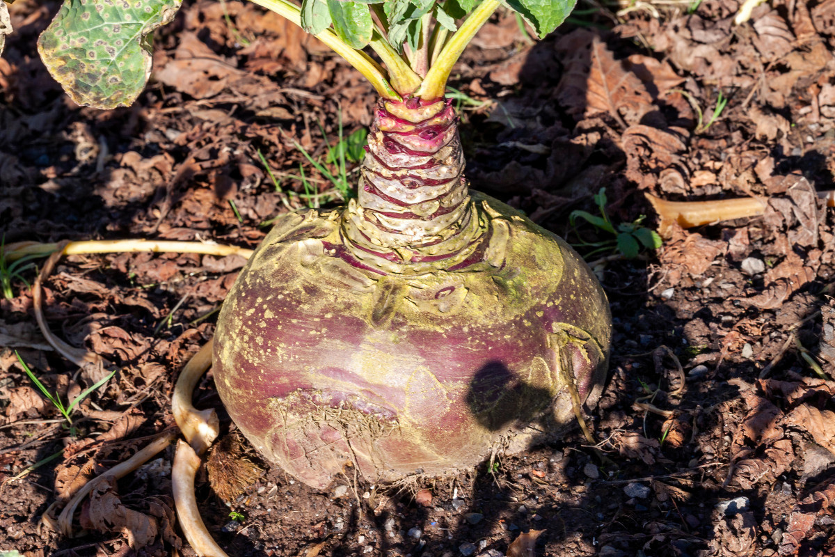 Брюква(фото из свободного доступа в интернете)