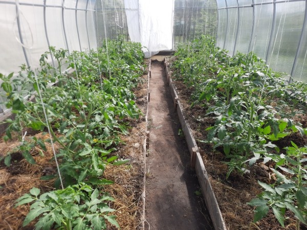 Как поливать томаты, чтобы получить максимальный урожай?