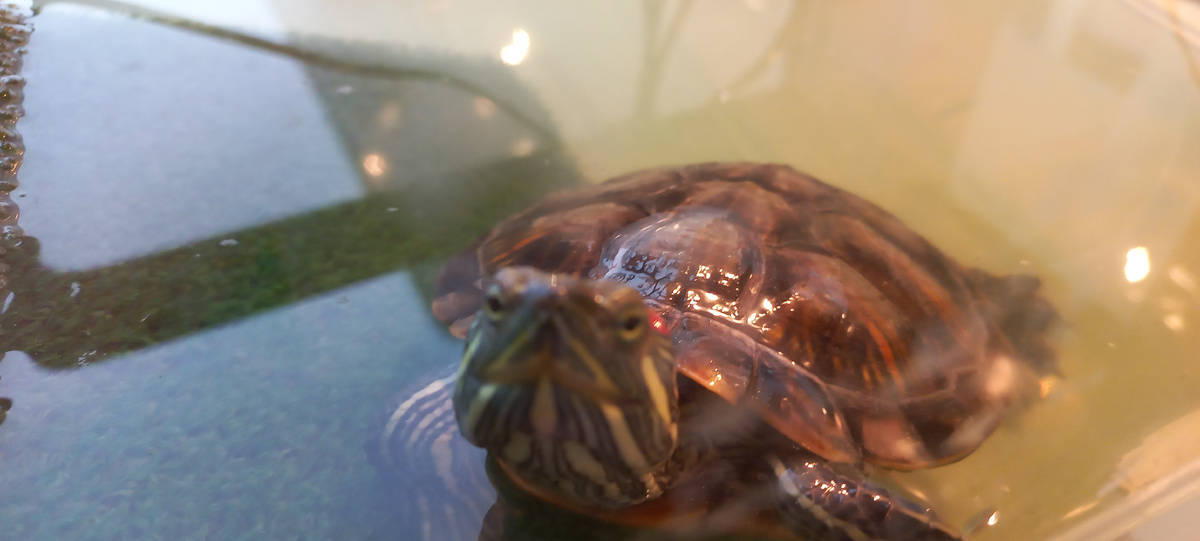 Моя черепашка Рата