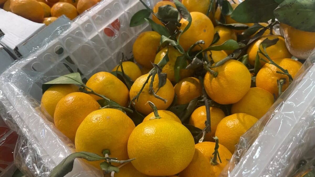     Источник: novostivolgograda.ru