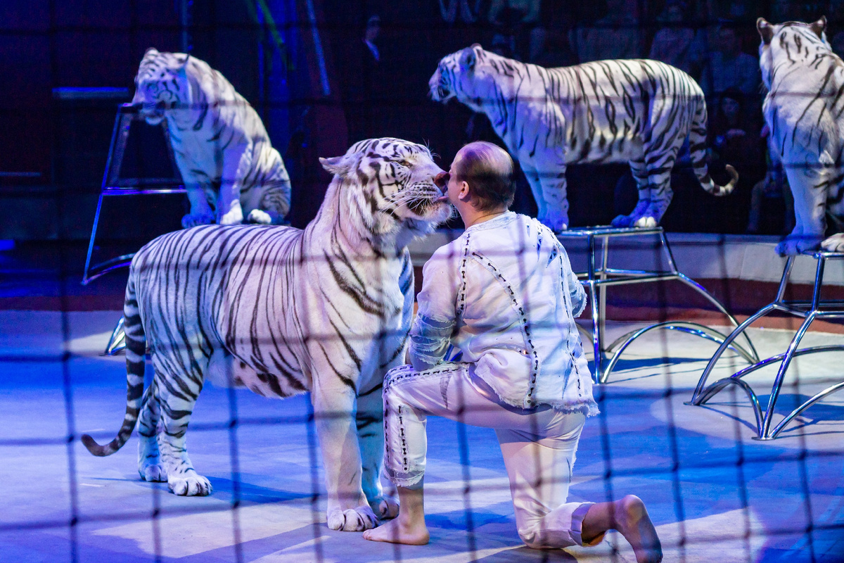 Сергей Нестеров и его белые тигры, фото из архива Казанского государственного цирка