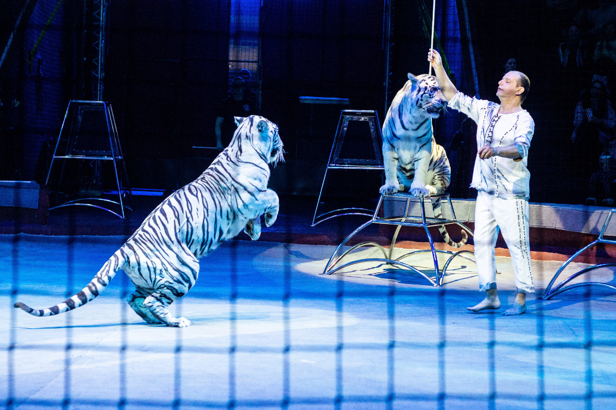 Сергей Нестеров и его белые тигры, фото из архива Казанского государственного цирка