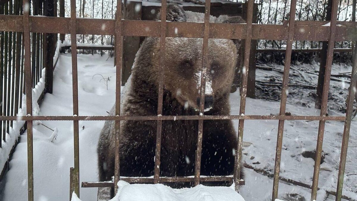    Фото: t.me/prok_lenobl