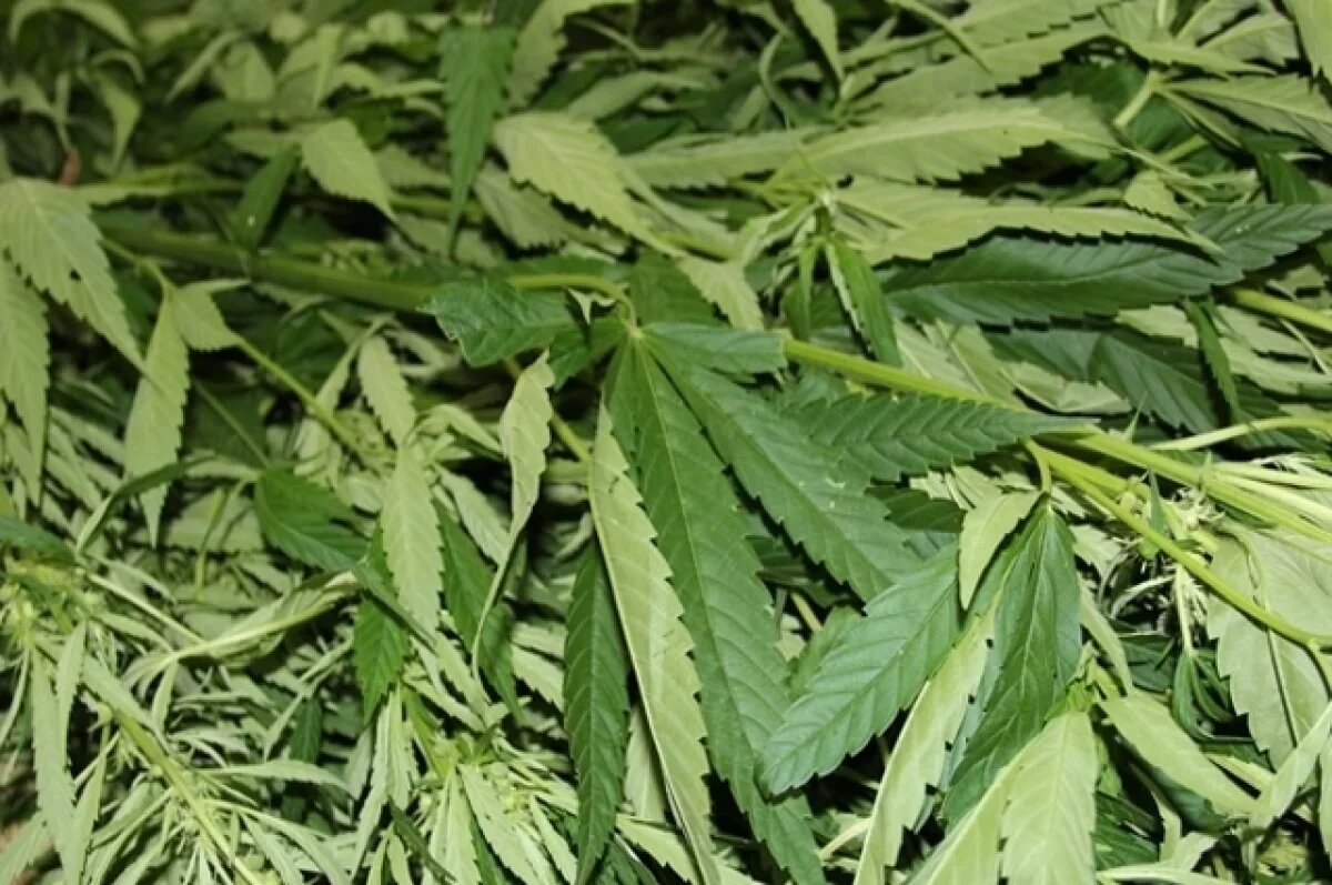    У жителя Адыгеи изъяли коноплю