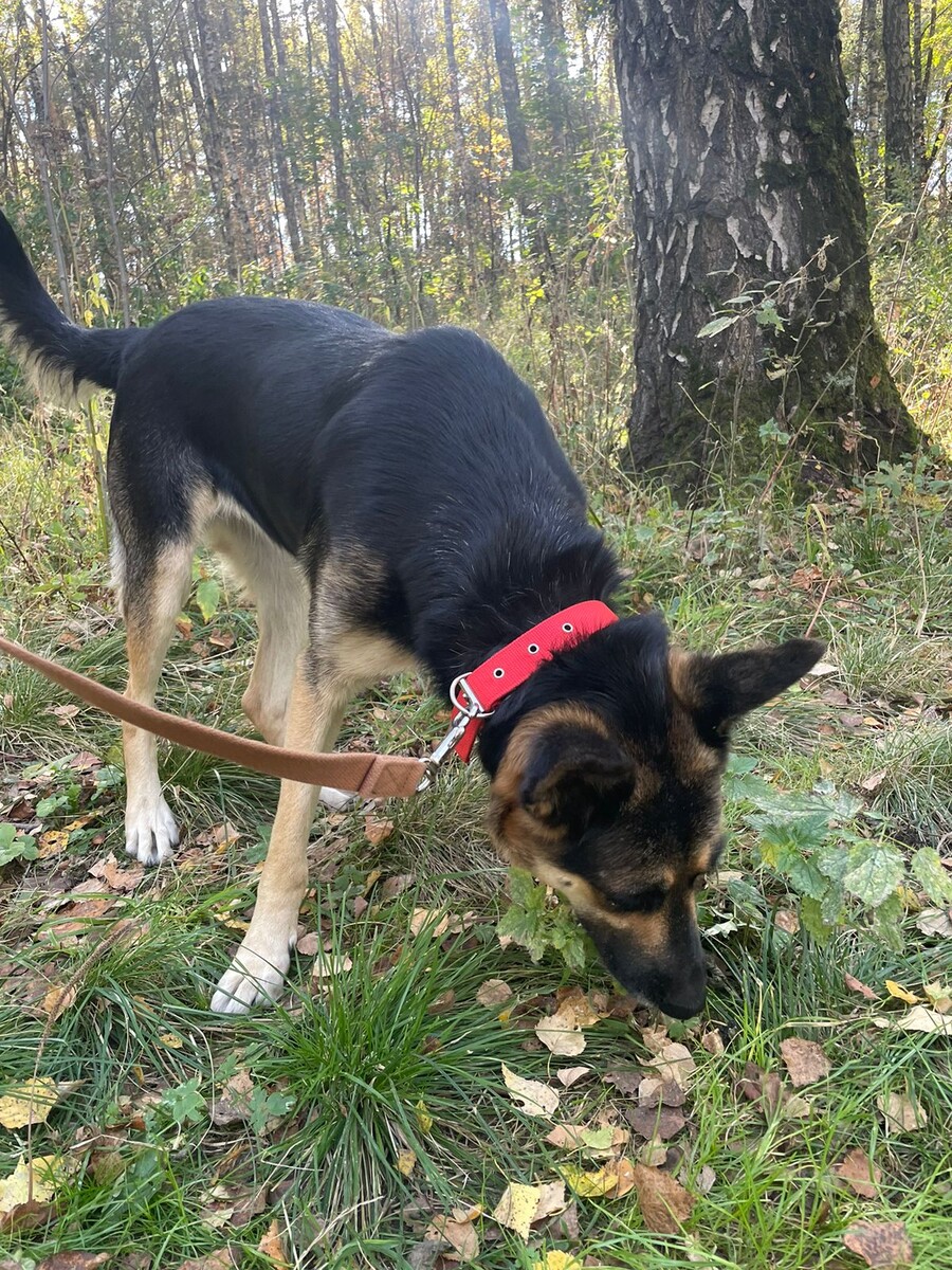Марта - молодая собака, очень похожая на овчарку, живет в наших рядах недавно. Она не только красивая, но и очень жизнерадостная собака.
