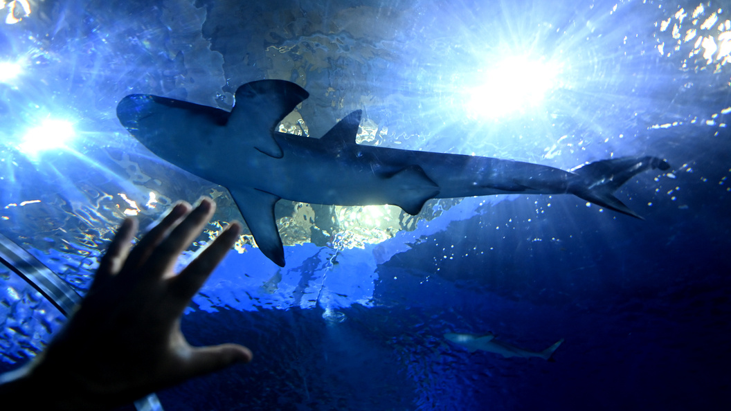    Фото: Komsomolskaya Pravda/Globallookpress