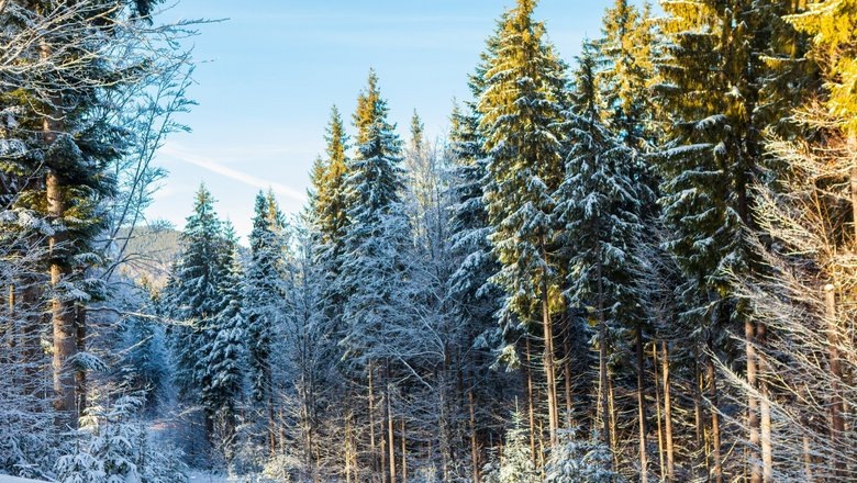 Источник: Freepik