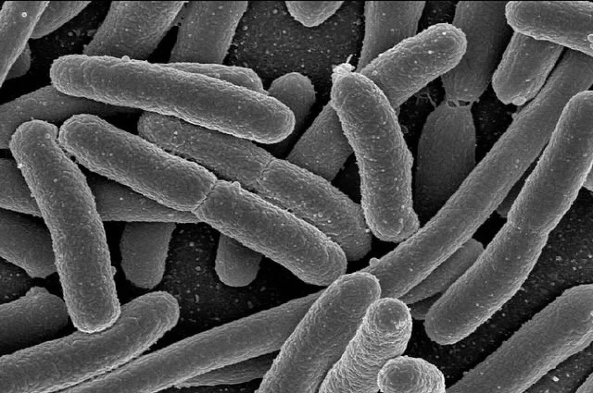    Волгоградцам в довесок к мясу предлагали кишечную палочку и левомицетин