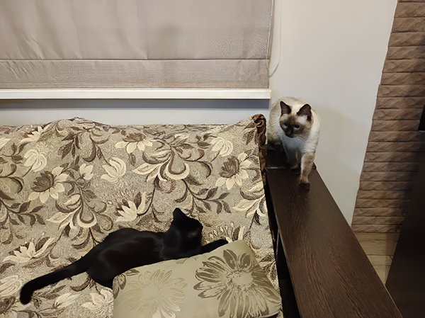 Напоминаю: Угольку - 4 месяца, а Нике 15. Но по габаритам они одинаковые