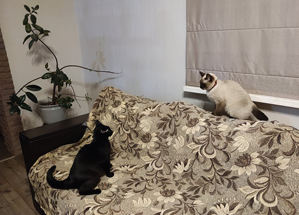 Растение на заднем плане искалечено Угольком, но все еще не сдается