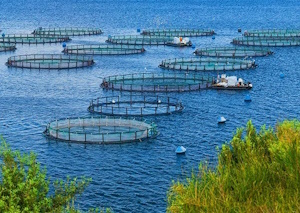 Готовый бизнес-план выращивания форели (с фин. расчетами)