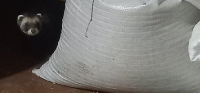 деревенские рассказы