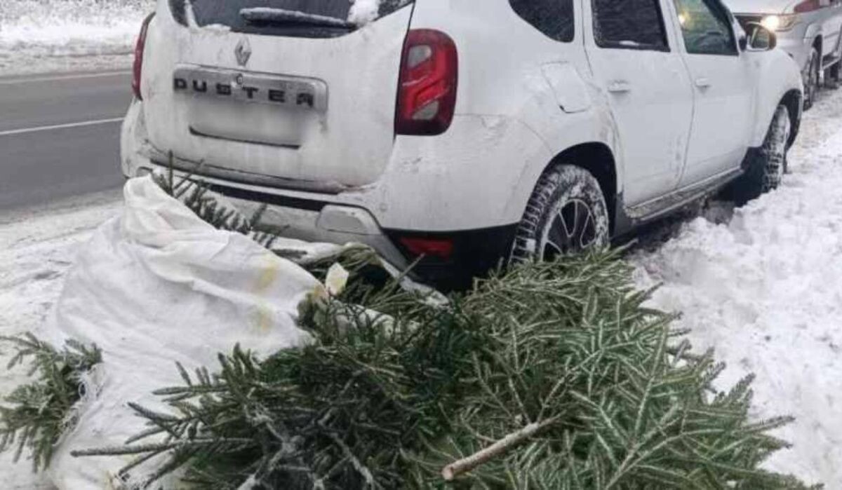     Елки и автомобиль. Источник: 78.ru Автор фото: Пресс-служба Росгвардии