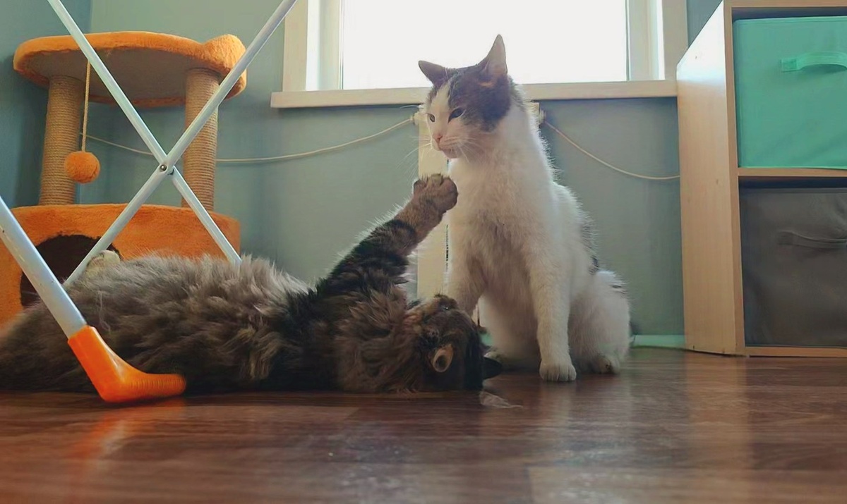 Тёма у нас кот не маленький. Но у Масяни даже лапы больше, чем у него