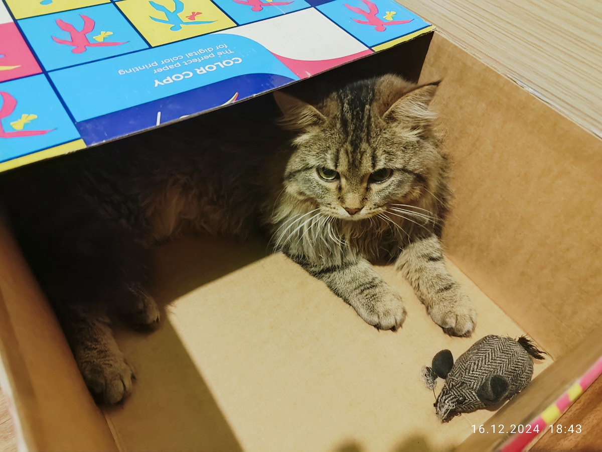 Коробка для Масяни