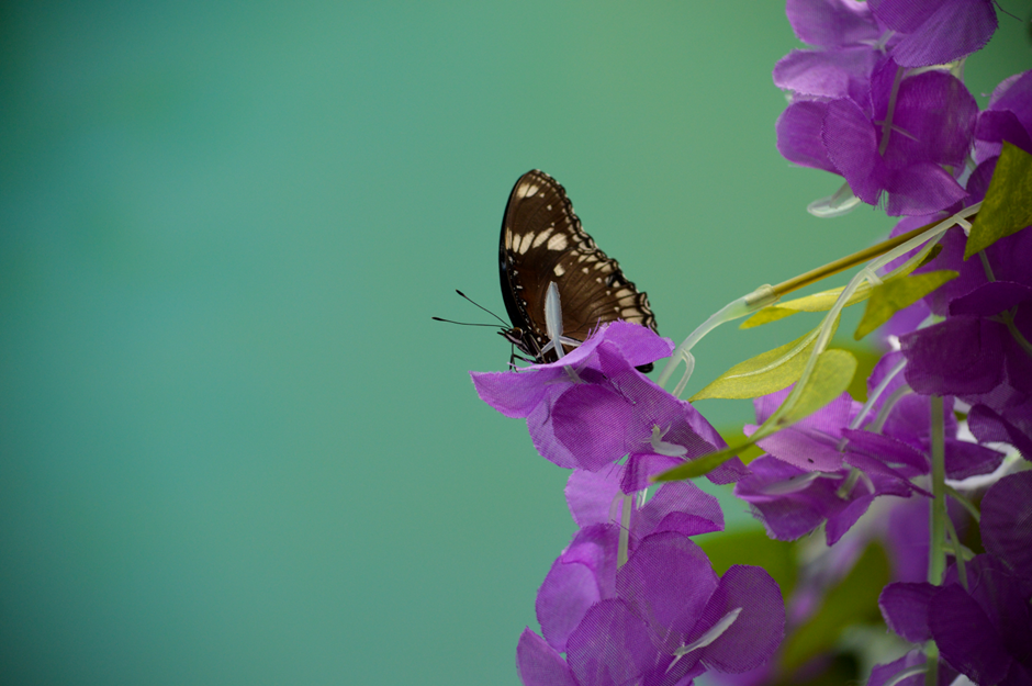 Одним из симптомов СКВ являются высыпания на лице в виде крыльев бабочки.