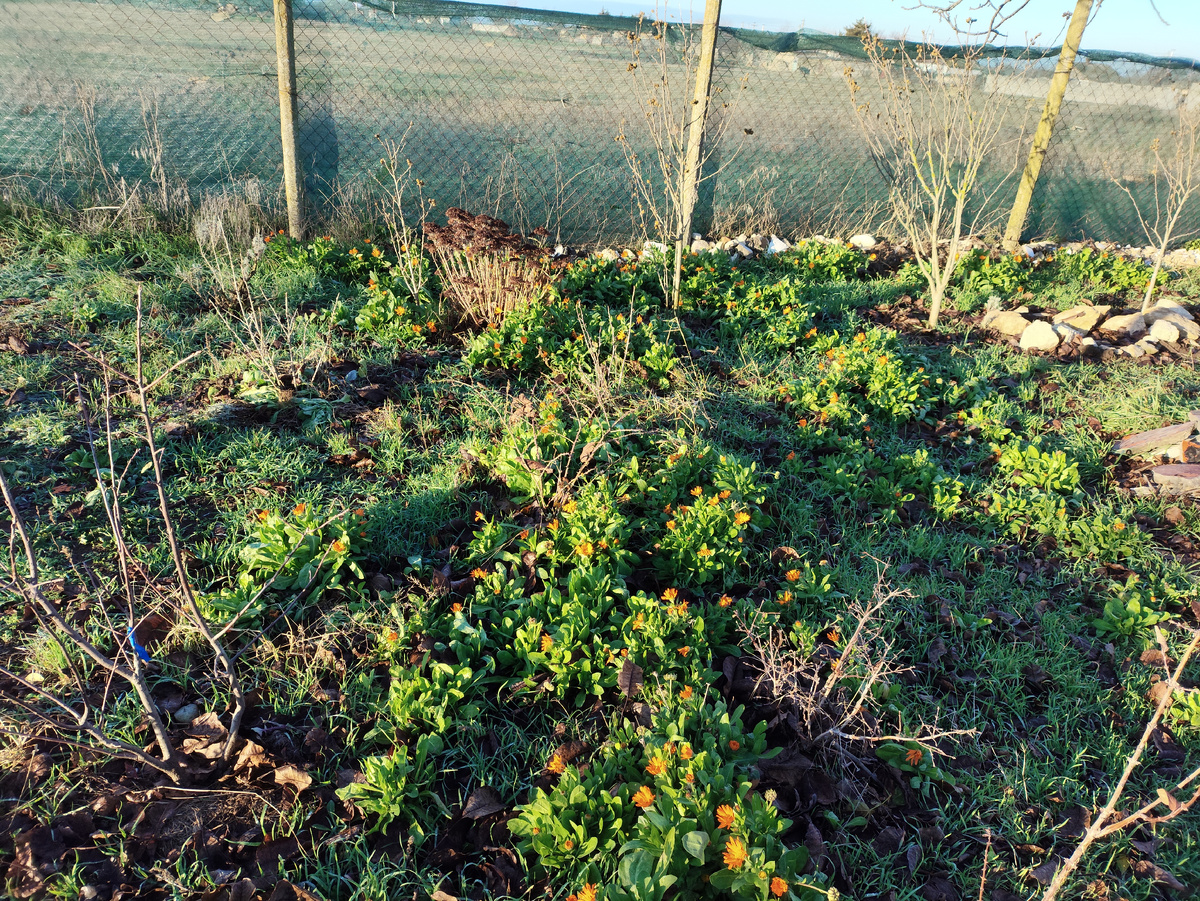 Обещала вам показать заросли календулы... В прошлом году тут росло пару кустиков, и вот....