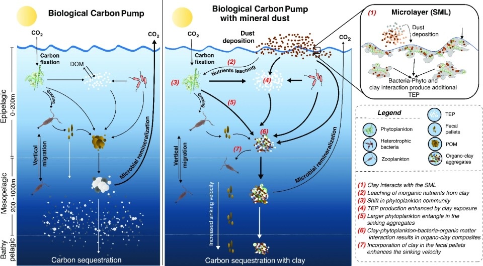   Diksha Sharma et al. / Scientific Reports, 2024