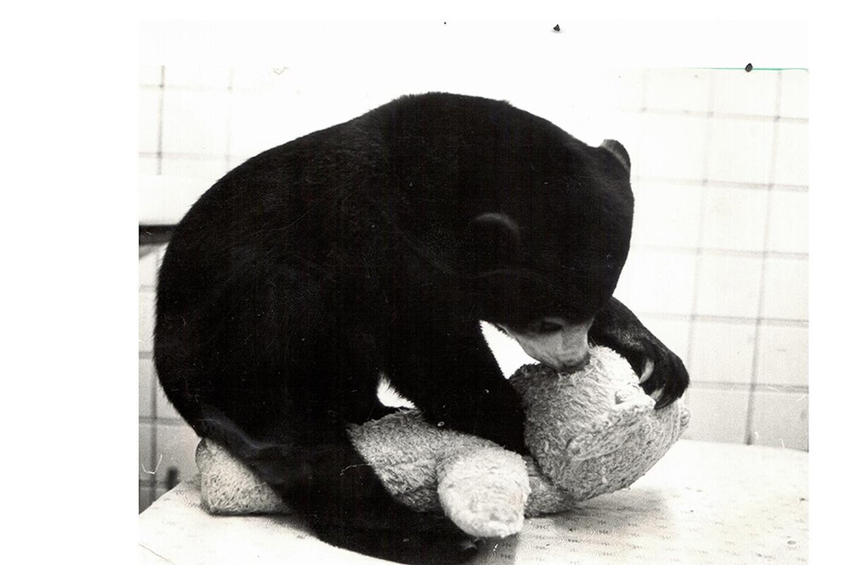 Снимок малайского медвежонка из архивов Московского зоопарка. Пресс-служба зоопарка