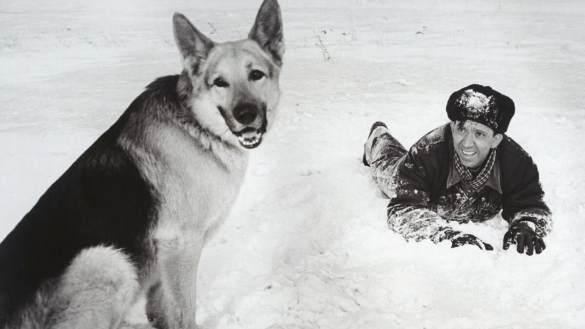 кадр из фильма "Ко мне, Мухтар!"