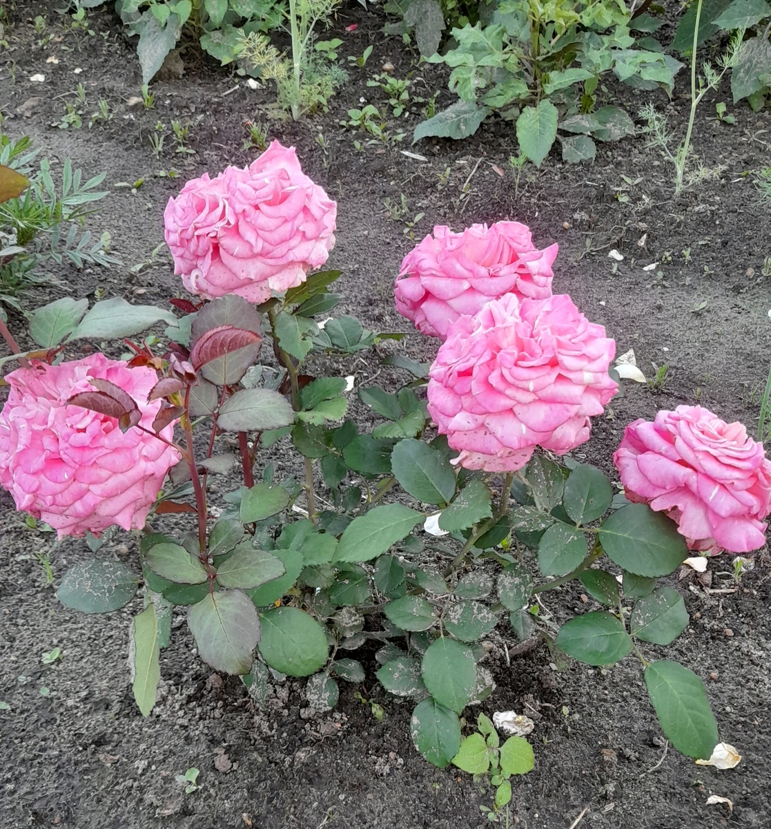 Первое цветение