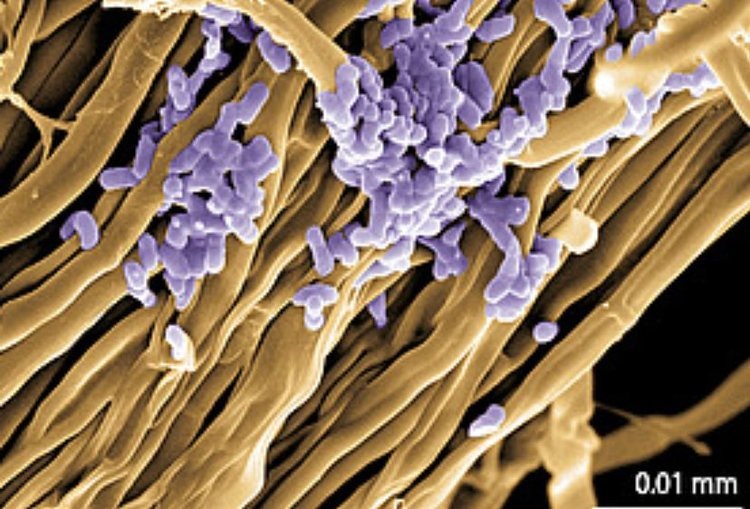    Грибные магистрали помогут путешествовать полезным бактериям под землей