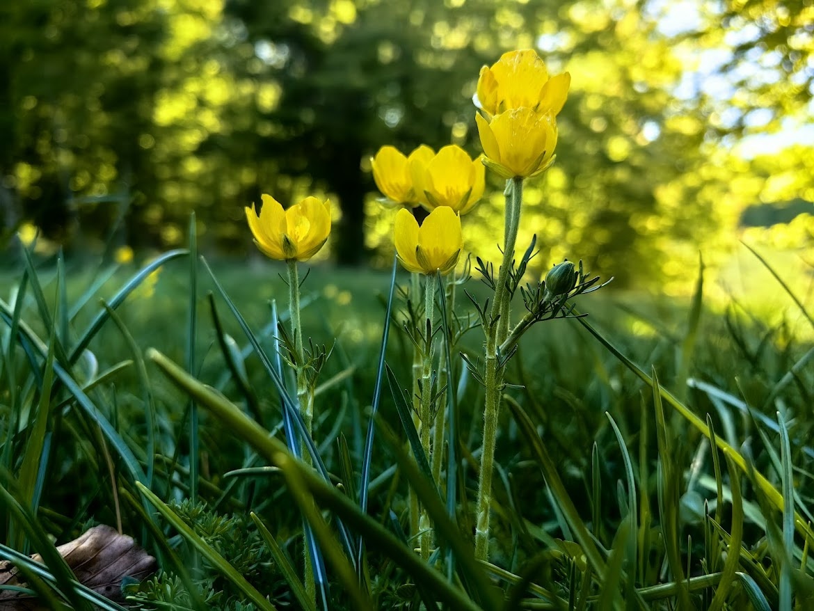 Не тюльпаны, но красиво