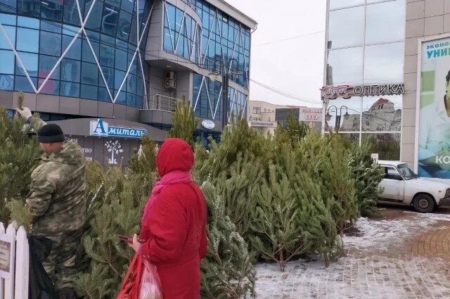    Сколько стоят живые ели и сосны в Белгороде в преддверии Нового года?