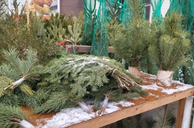    Фото:  АиФ/ Илья Романов