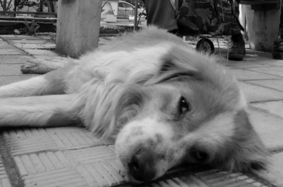    В Калужской области активизируют работу с безнадзорными животными