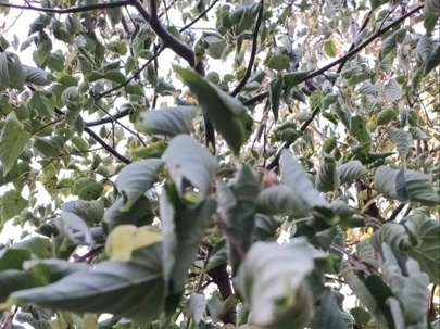 Липа после обработки газона Деймосом. 