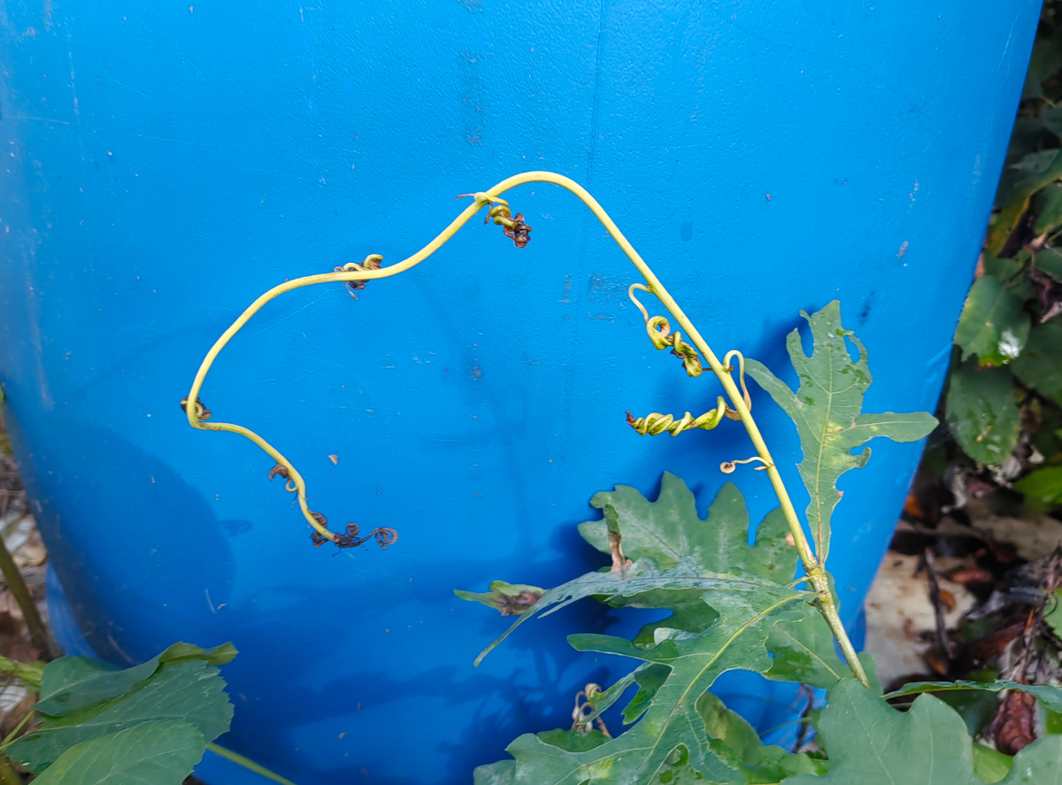 Поросль дуба после того, как на неё попал Деймос. 