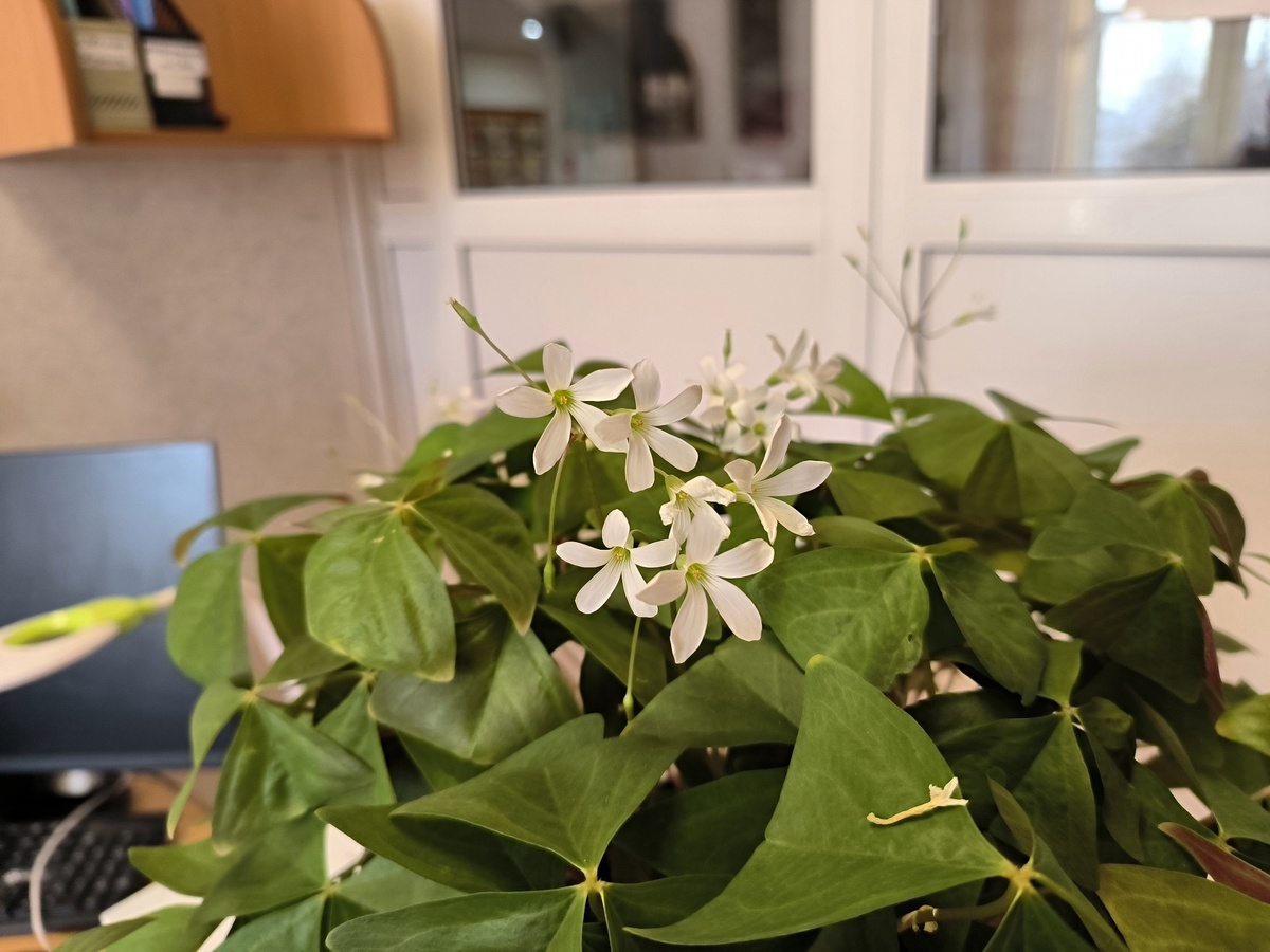 Кислица треугольная