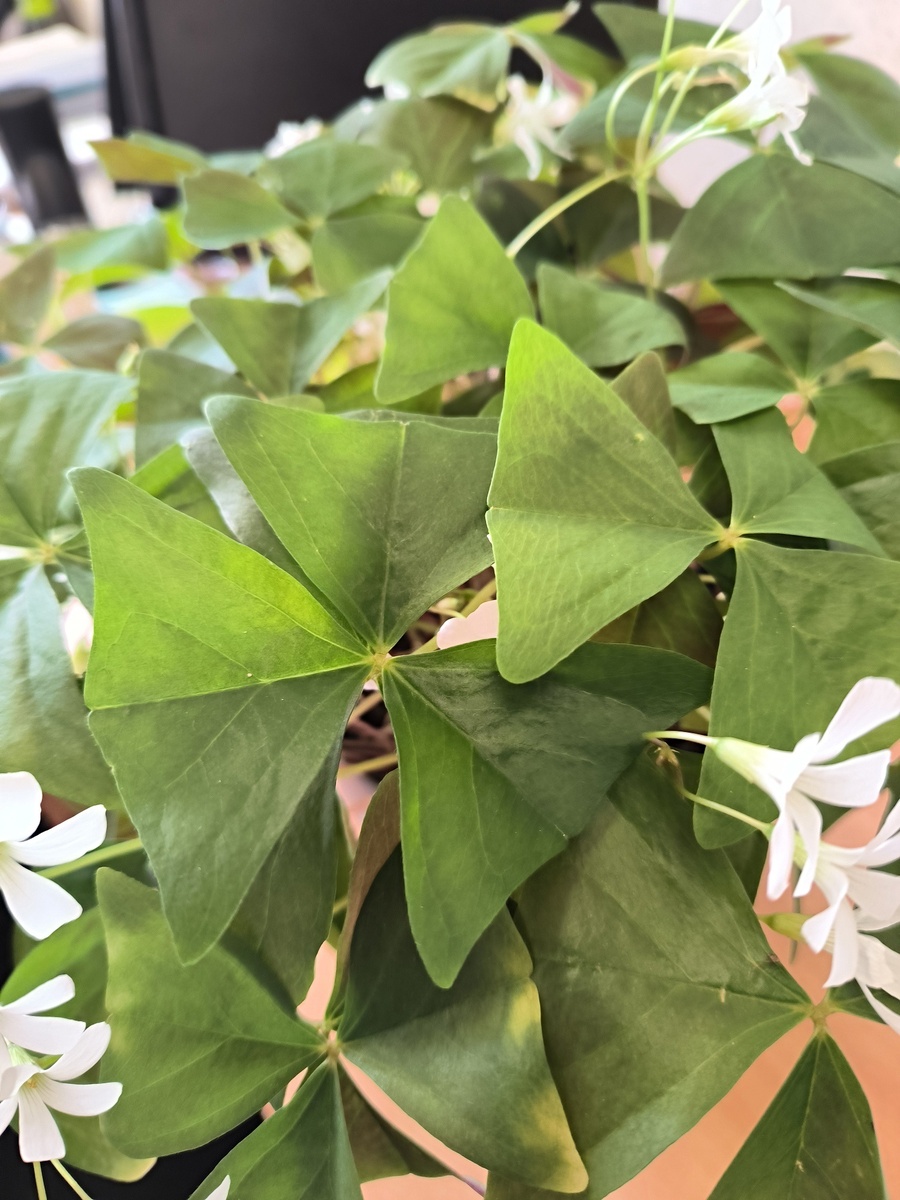 Листья кислицы