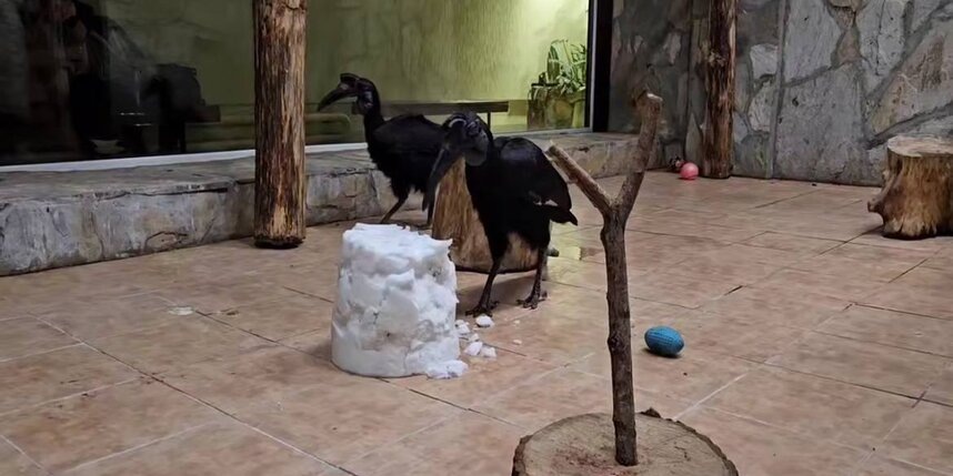    скриншот из видео Ленинградского зоопарка