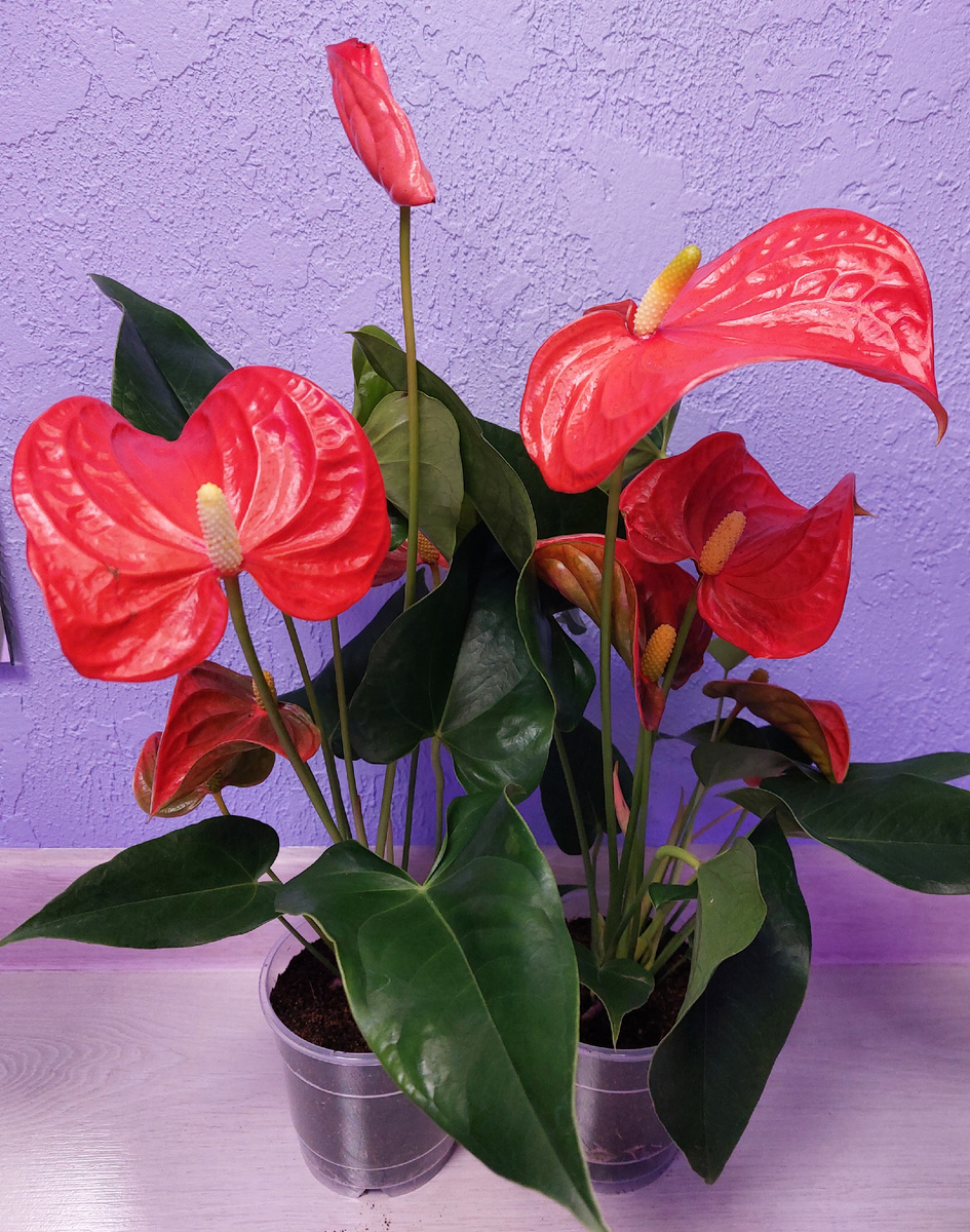 Антуриум Флорида. Все фото цветов из моей личной коллекции.