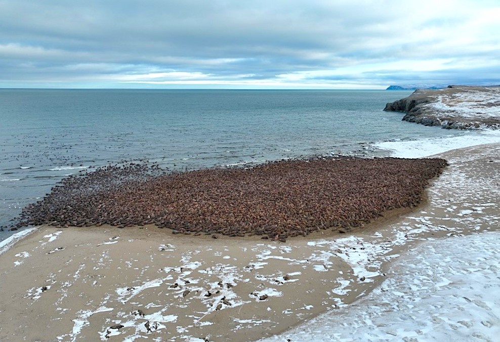 Лежбище тихоокеанских моржей на мысе Сердце-Камень Чукотки. Источник: vniro.ru / prochukotku.ru