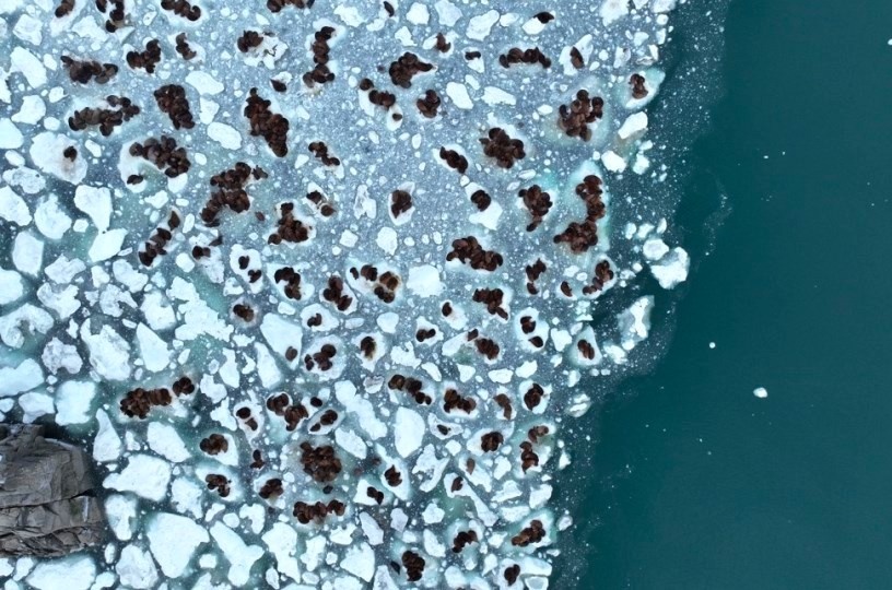 Погибшие животные. Источник: vniro.ru / prochukotku.ru