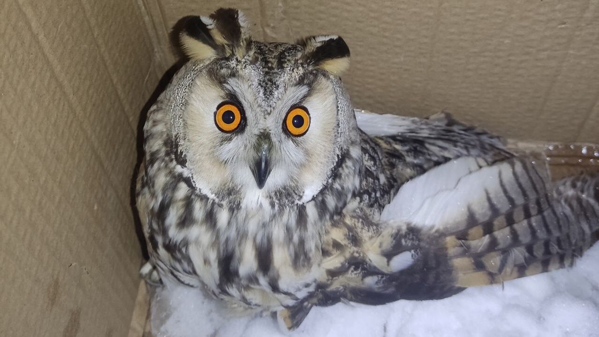    Фото: "Пин и Пуф"