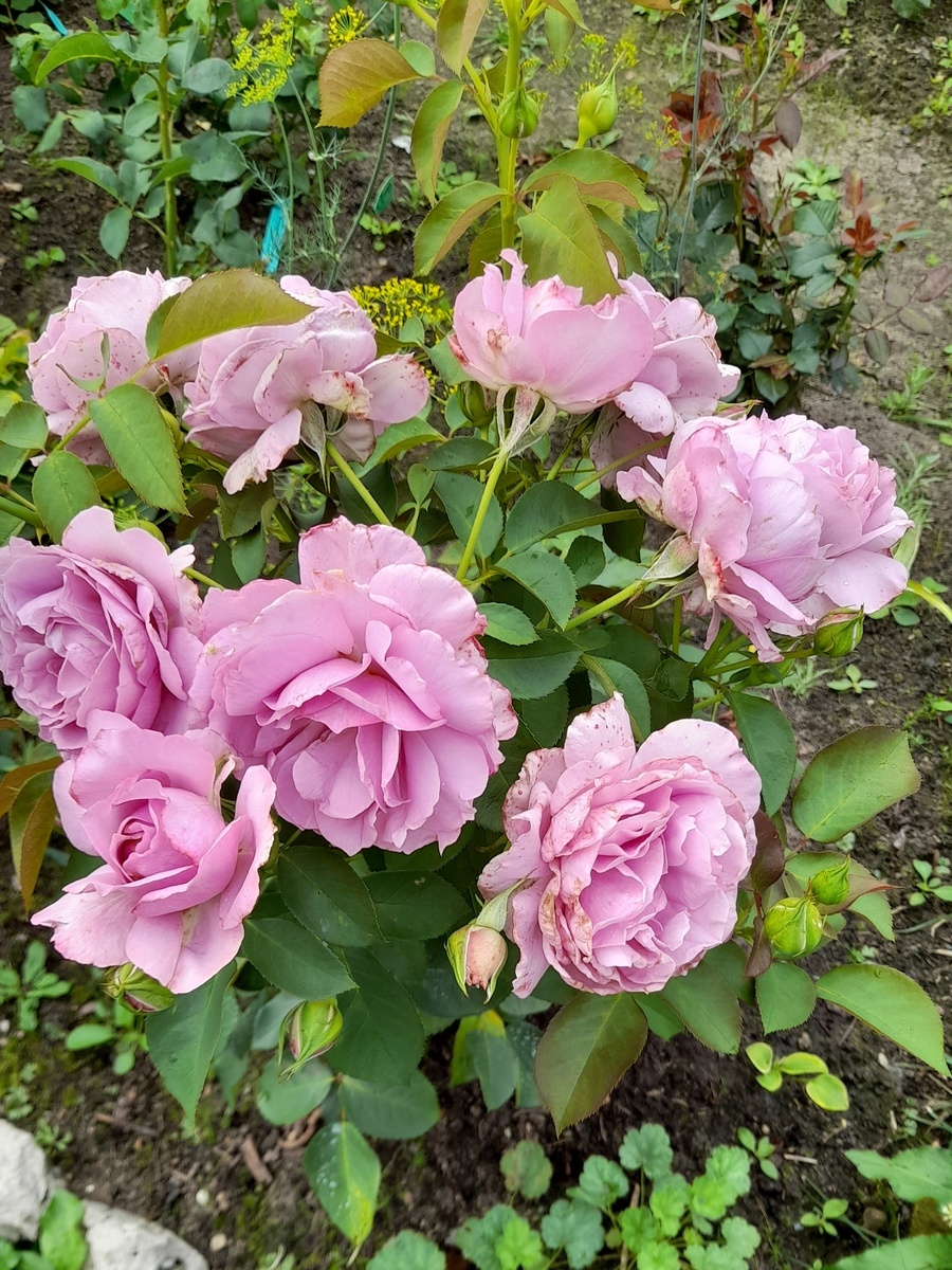 Первое цветение