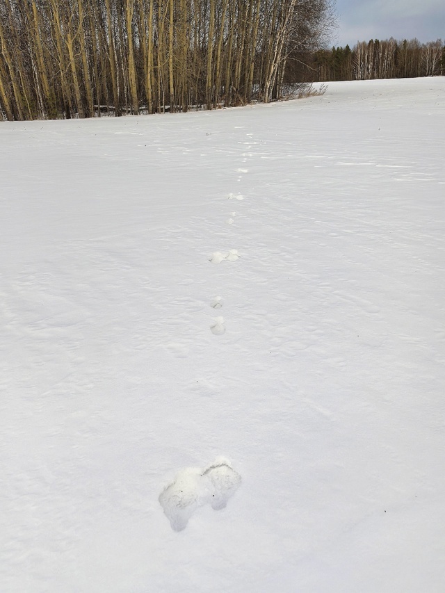 Заячий след