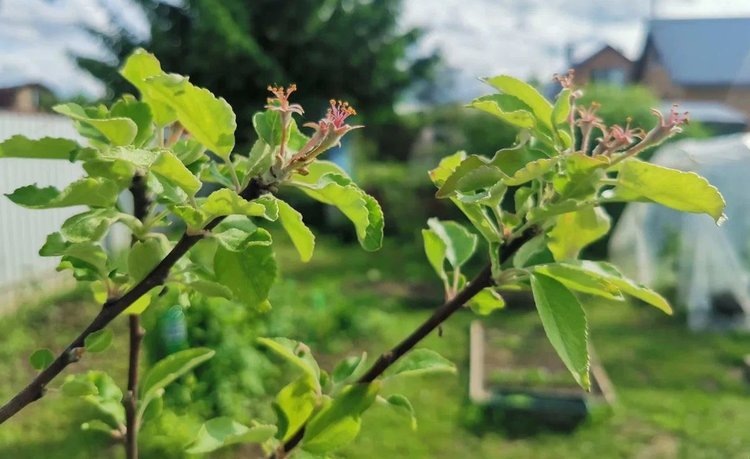     Черенкование яблони в декабре – полный курс от экспертов для начинающих
