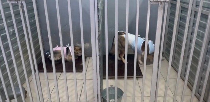    В пережившем пожар приюте для животных Нижневартовска завершается ремонт