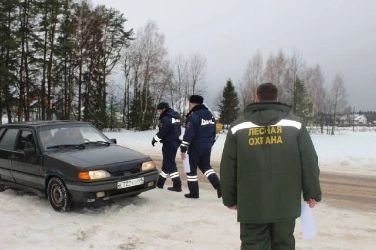    В Тверской области ищут черных лесорубов, уничтожающих ёлки