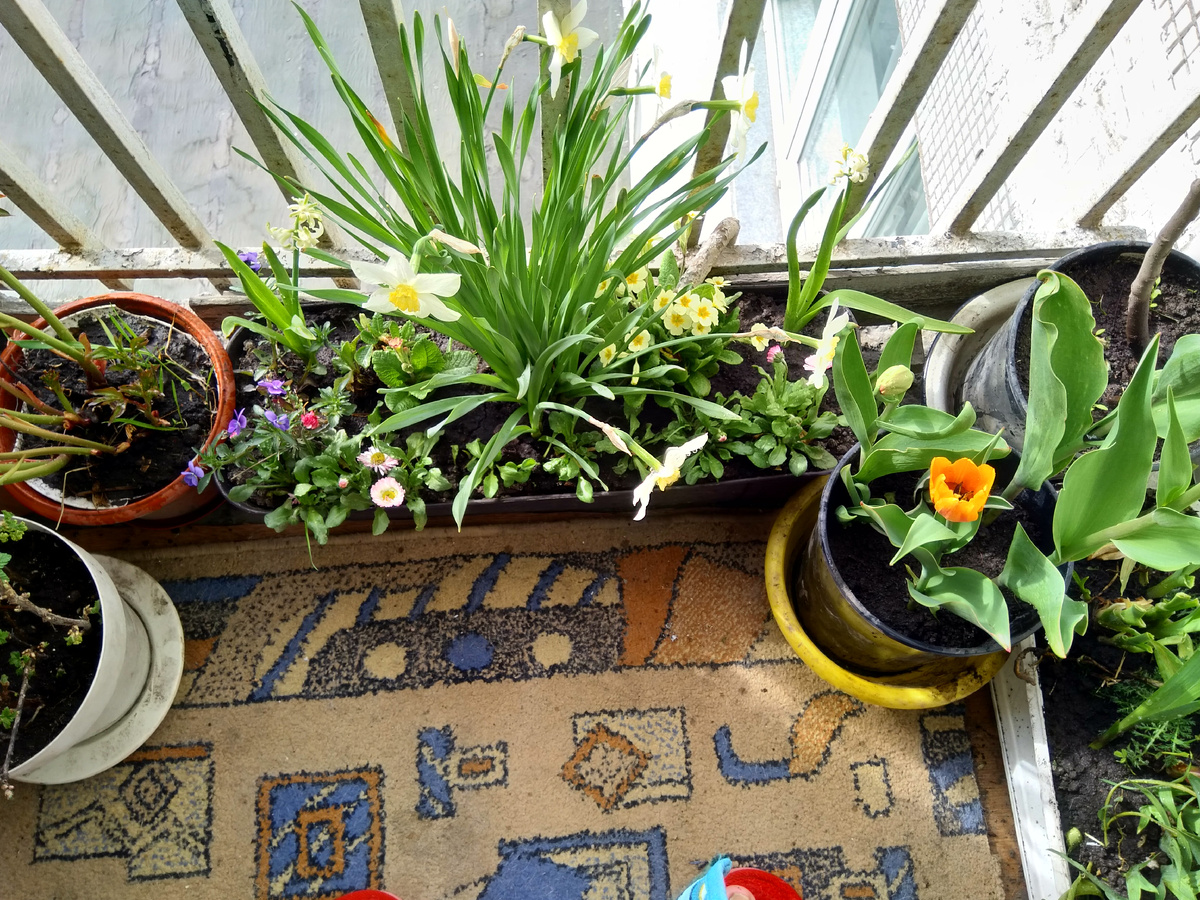 Фото автора. На балконе