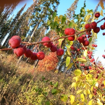 Райские яблочки